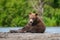 TheÂ KamchatkaÂ brownÂ bear, Ursus arctos